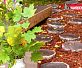 Плитка декоративная Камрок Пенек 72610
